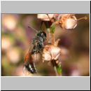 Mimesa sp - Grabwespe 05a 8mm.jpg